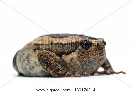 macro amphibian frog isolated on white background