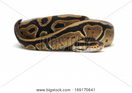 macro reptile snake isolated on white background