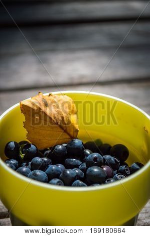 Collected during the trip tasty and flavorful blueberries.