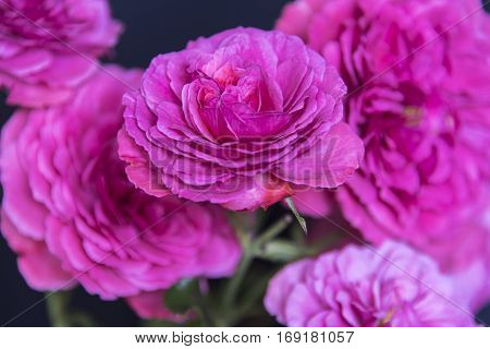 Bunch of pink garden roses on the black background