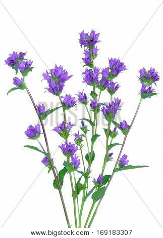 Campanula glomerata flower isolated on white background