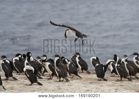 Imperial Shag (Phalacrocorax atriceps albiventer) coming into land among a large group of birds on the coast of Bleaker Island on the Falkland Islands