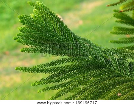 Close-up of Vibrant Green Cook Pine Tree Leaves in the Afternoon Sunlight