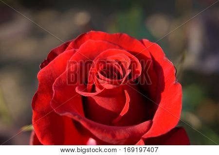 red rose lighten by sun in the garden