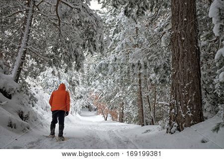 man jacket orange walking in snowy pine forest of Etna Park, Sicily 