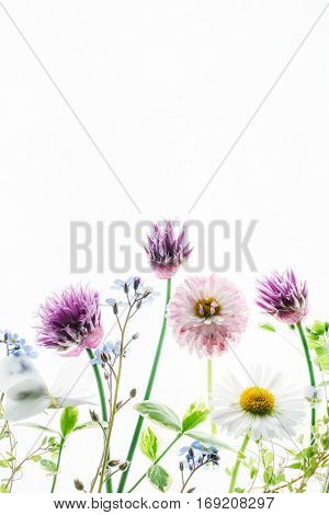 summer flowers