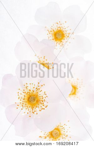 wild rose