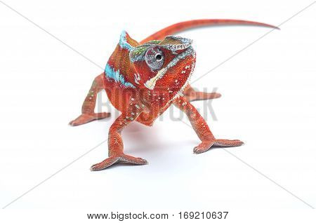 color lizard chameleon isolated on white backround