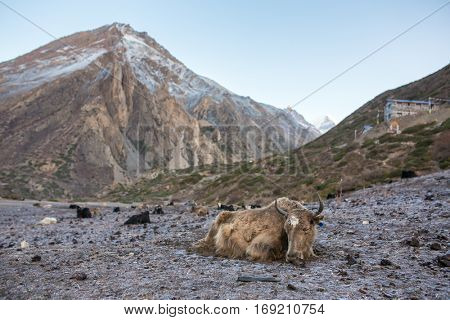 Domestic yak sleeps on the frozen ground in the village of Nepa