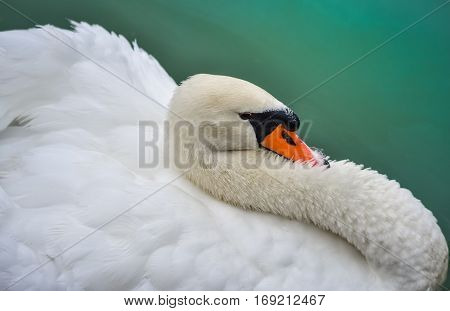 Portrait Close up of Mute swan (Cygnus olor) as he swims around in its pond in early morning.