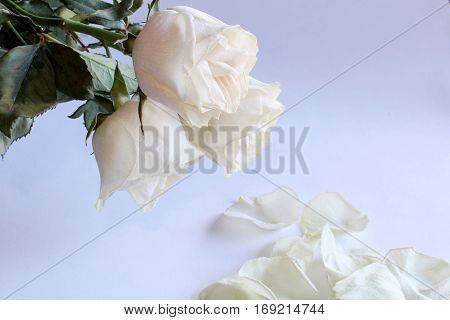 romantic beautiful rose on the white background