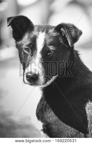 black and white dog looks sad, and casts a shadow