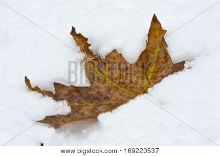 gold maple leaf fallen on white first snow