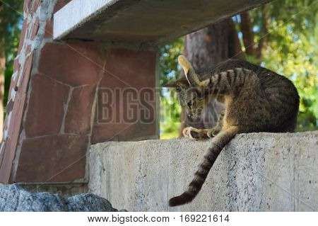 Tabby are seated one leg raised to stare at a small animals by the beach.