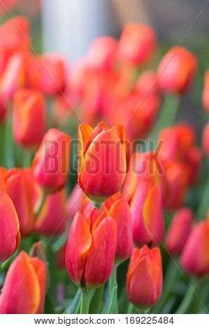 Tulip. Beautiful Bouquet Of Tulips. Colorful Tulips.