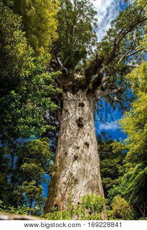 Kauri trees at the North Island of New Zealand