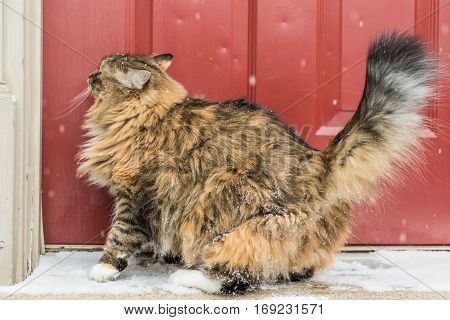 Side profile of calico maine coon cat with green eyes standing outside by red door with snow