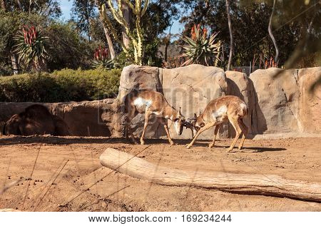 Pronghorn Known As Antilocapra Americana