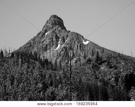 Rugged and jagged Mt. Washington in Central Oregon's Cascade Mountain Range towers above the trees of the forest on a sunny summer day. black and white