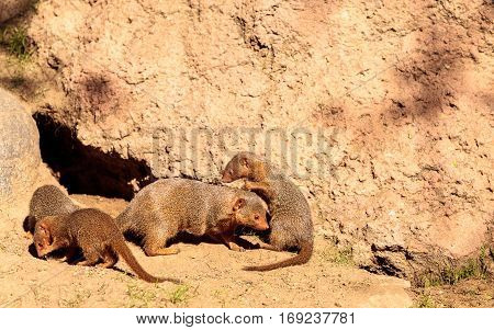 Rock Hyrax Procavia Capensis