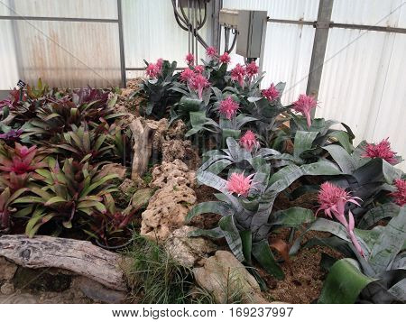 Pineapple was the desert plants and beautiful.