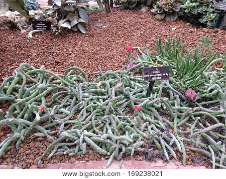 The asteraceae in desert are beautiful nature