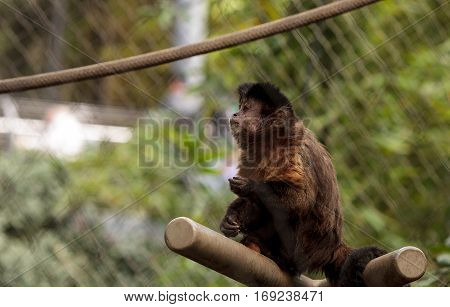 Tufted Capuchin Monkey