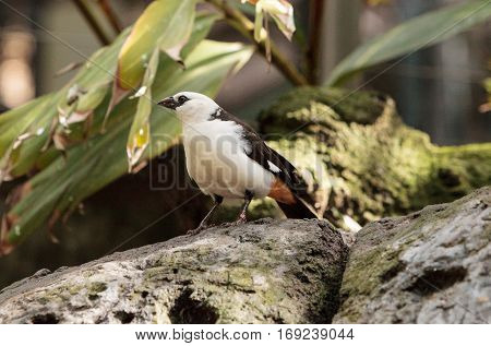 White-headed Buffalo Weaver