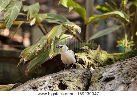 White-headed Buffalo weaver Dinemellia dinemelli bird is small with a white head and a bright orange belly