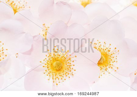 wild roses