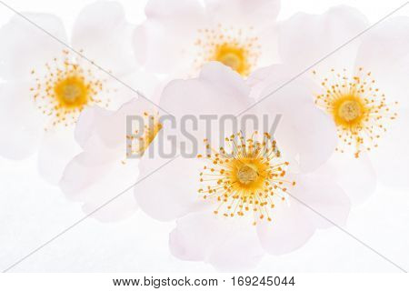 wild rose