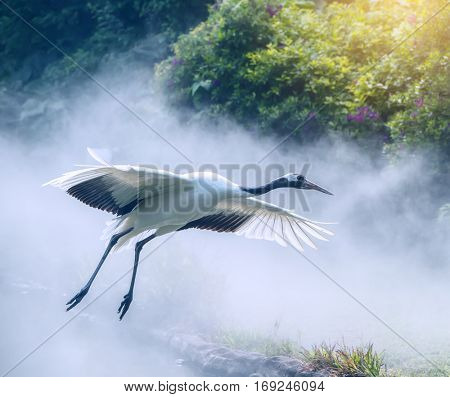 Red-Crowned crane