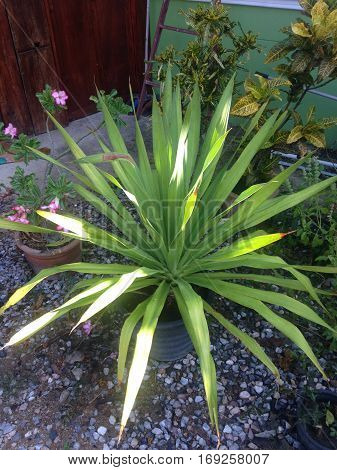 A beautiful plant made happy and freshy.