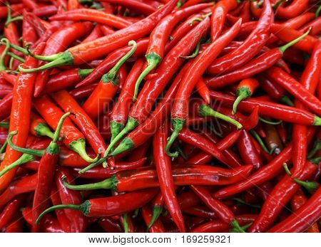 Red chili peppers background. Hot and spicy ingredient.