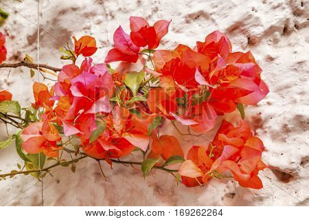 Orange Bougainvillea White Wall San Miguel de Allende Mexico Bougainvillea Spectablis