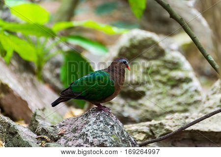 Emerald Dove, Chalcophaps indica perched on a rock in nature.