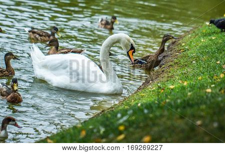 Lake with swans and ducks in the water. dreen grass