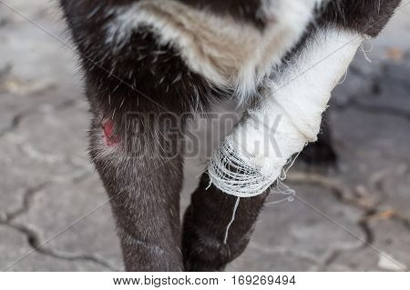 Wound on dog paw before having treatment at veterinary clinic