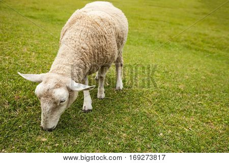 Sheeps in a meadow in the mountains. Sheep in the Field