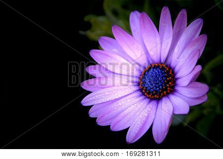 Purple African Daisy in garden ( Osteospermum Ecklonis ) on black background