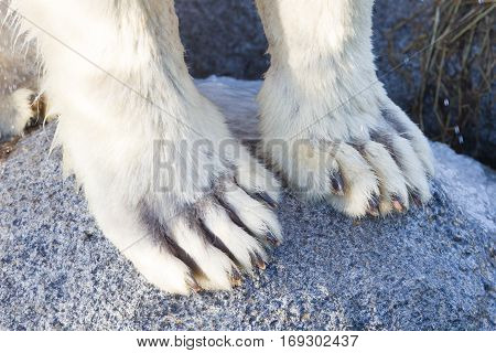 Polar Bear Paws