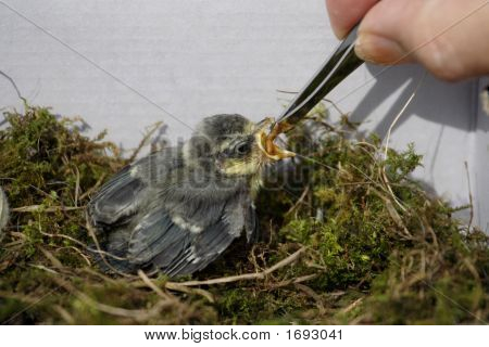 Blåmejse Chick