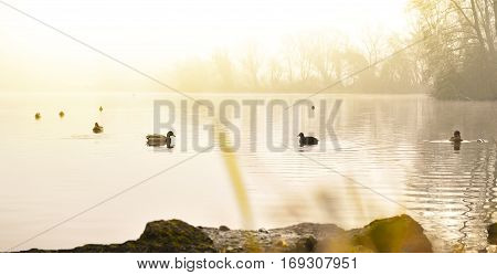 Fog over a lake with swimming ducks and water reflection. Tranquil scene at sunset or sunrise with warm orange sunlight.