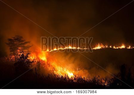 Fire Burning Grass and Trees on Night 