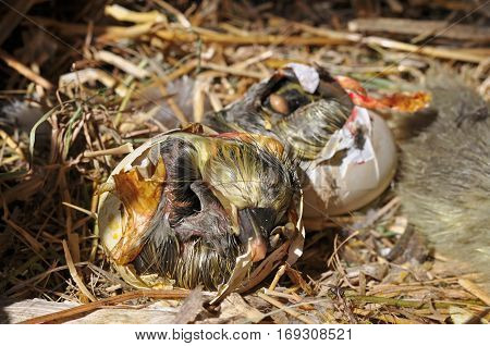 Goose coming out of a egg. Eggs showing cracks. Hatching eggs