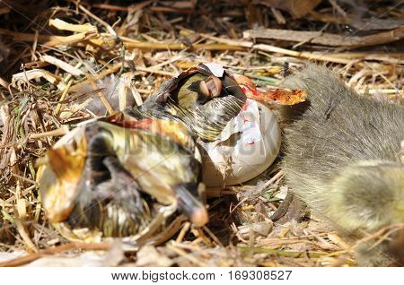 Goose coming out of a egg. Eggs showing cracks. Hatching eggs