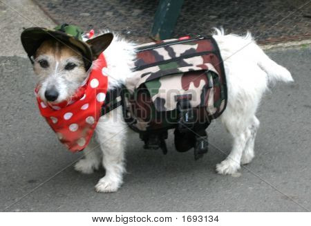 Commando Dog
