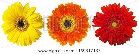Big Selection of Colorful Gerbera flower (Gerbera jamesonii) Isolated on White Background. Various red, yellow, orange