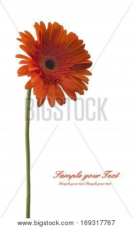 Gerbera flower (Gerbera jamesonii) orange and yellow isolated on white background