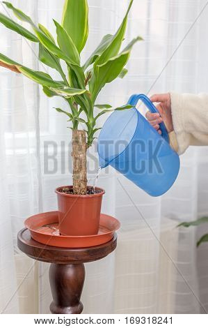 Woman hand watering plant at home by tranparent can indoor closeup